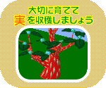 大切に育てて実を収穫しましょう